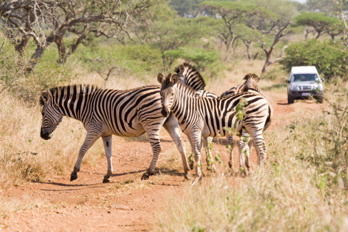 Photo of a couple of zebras at the Maasai Mara National Reserve in Kenya, África.