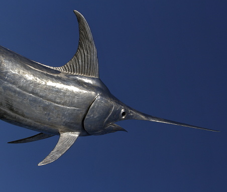 A scenic view of a swordfish on a blue background