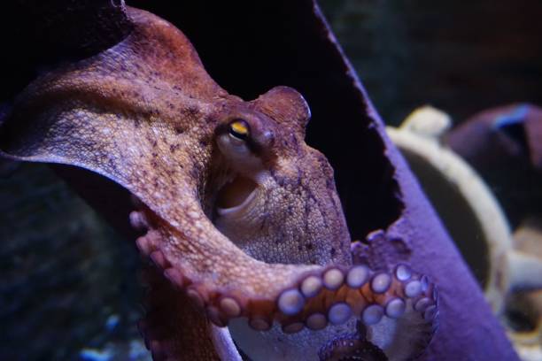 istock An octopus swimming under the water 1442913406