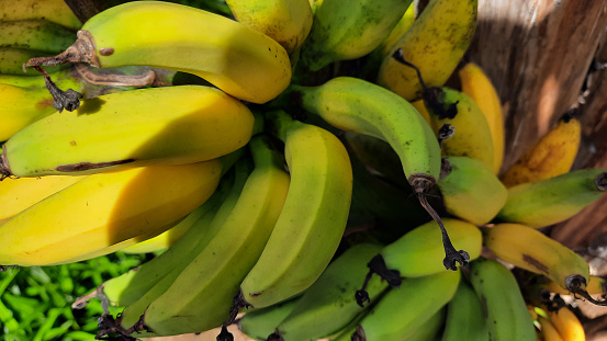 Close up, Yellowish green banana fruit on an old banana tree. High quality photos 06