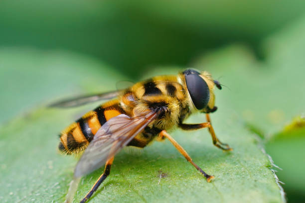 istock Closeup on the batman hoverfly , Myathropa florea, 1442913479