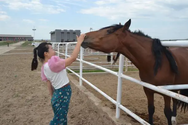 Photo of A brief friendship with horse