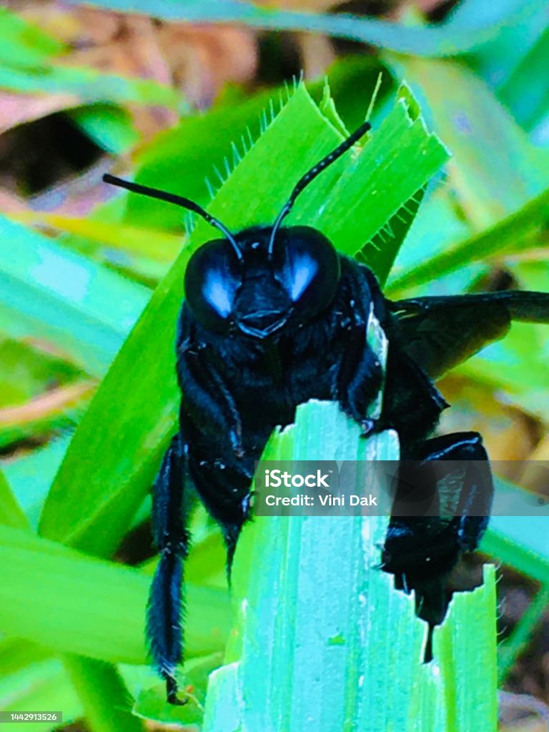 Insects Srilankan insects Animal Stock Photo