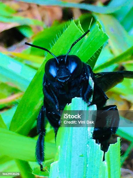 Insects Stock Photo - Download Image Now - Animal, Animal Body Part, Animal Wing