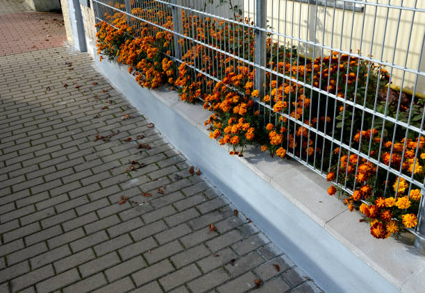 a solid wire fence, a trellis with an underlay, over which hang African annual flowers. sidewalk made of gray concrete bricks. silver metal fence, recta, tagetes, mulching, patua