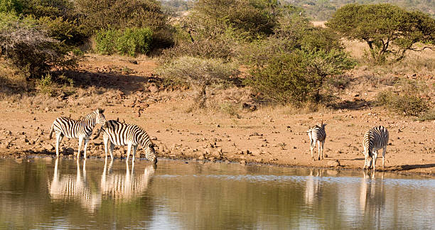 istock herd of zebra drinking in the early light 144291408