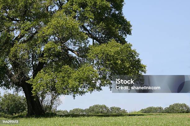 커요 섀이드 트리 느릅 나무에 대한 스톡 사진 및 기타 이미지 - 느릅 나무, 대형, 0명