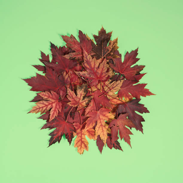 istock Bunch of maple leaves on light green background 1442914299