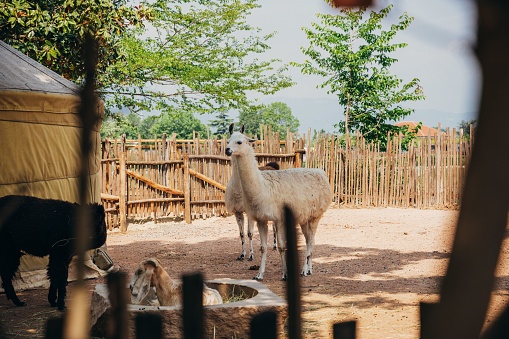 A small group of llamas in the zoo.