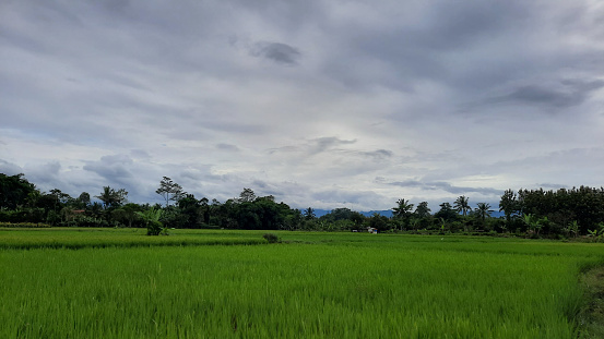 The view of the rice fields that are still green, and the sky is cloudy 05