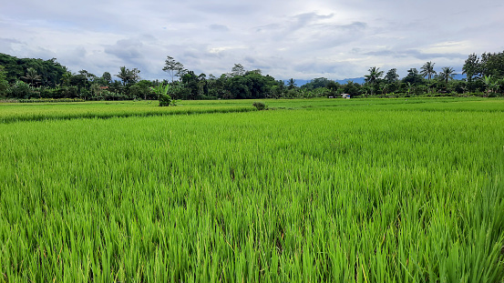 The view of the rice fields that are still green, and the sky is cloudy 06