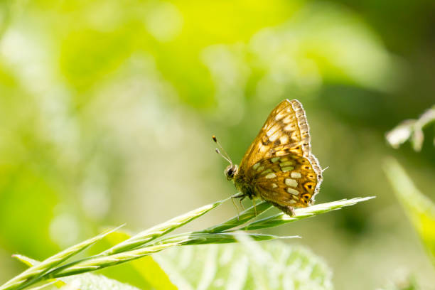 селективный фокусный снимок герцога бургундского (hamearis lucina) - duke of burgundy стоковые фото и изображения