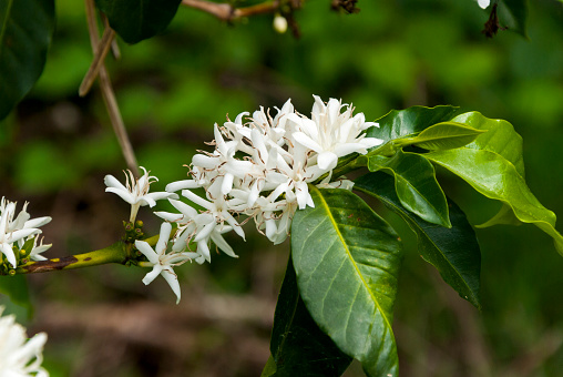 Coffee tree blossom with white color flower close up view. Coffea arabica Guatemala.