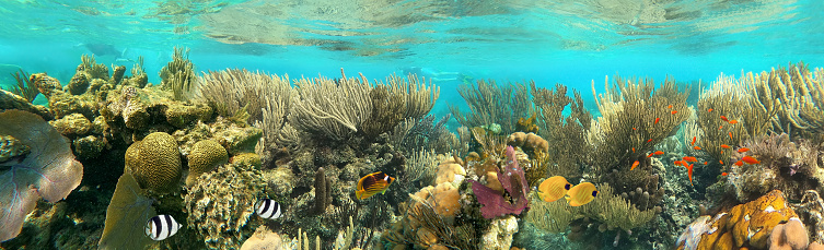 Golden Damselfish and Dascyllus Damselfish colony on underwater threatened species Acropora coral reef. Ko Haa, Andaman sea, Thailand.