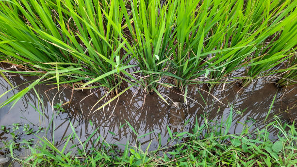 istock Watering the rice fields is quite good when the rice is still green 1442915056
