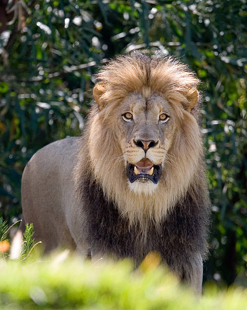 Lion stock photo