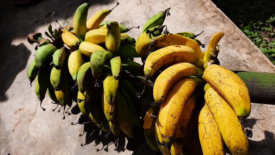 Close up, Banana fruit with bunch of ripe yellow bananas, cement wall background 02