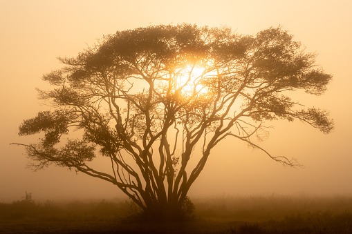 A beautiful shot of a lonely acacia tree in a foggy desert with a sunset peaking through the branches