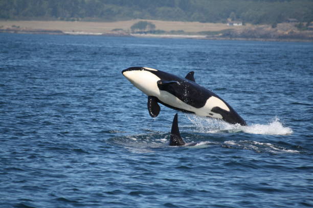 istock Stunning view of Orcinus Orca flying over a shark 1442915730