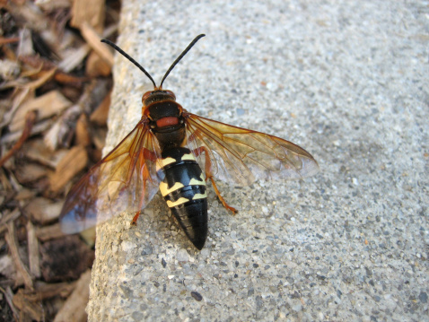 Umbria, Italy:\nMyathropa florea.\nWith these colors it can be confused with a wasp, however it is a dipteran like flies