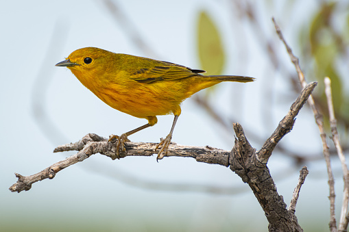 A closeup shot of a yellow Mangrove canary