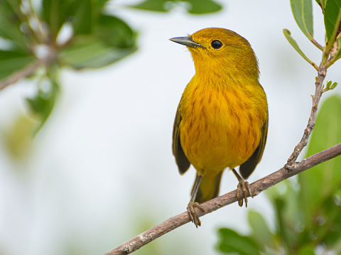 A closeup shot of a yellow Mangrove canary