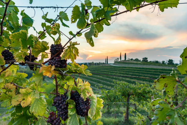 closeup shot of grapevines growing in a vineyard in  friuli venezia giulia, italy - vinery imagens e fotografias de stock