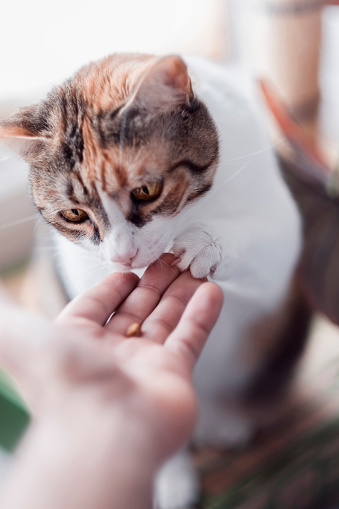 A shallow focus of a female hand-feeding her cat