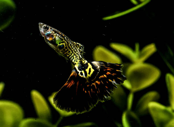 istock Millionfish swimming in an aquarium 1442916976