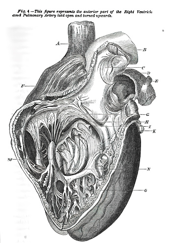 A scanned page of an anatomy textbook from the 19th century.