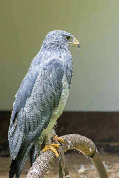 istock Vertical shot of a hawk perched on a curve construction 1442917490
