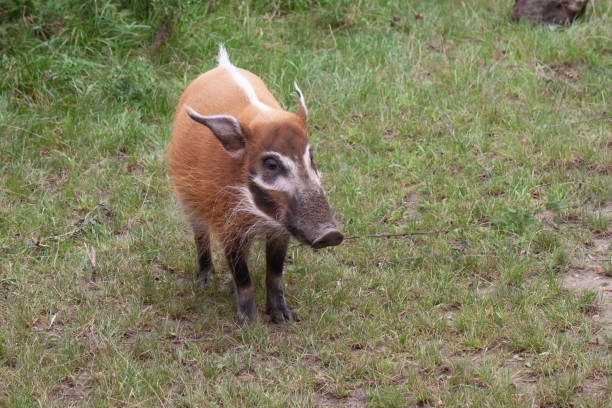 A baby Red River hog standing on a meadow - wildlife