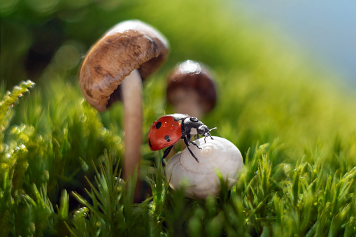 A selective focus of a ladybug and a land snail against mushrooms and grasses