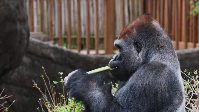 Closeup of a Silver black gorilla eating celery at Dallas Zoo