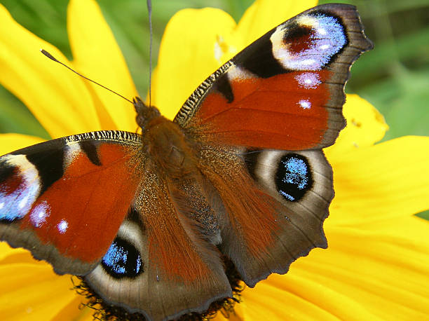 istock Butterfly sitting on a yellow flower 144291802