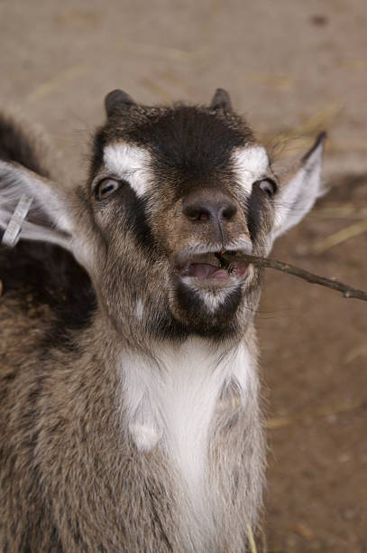 Young goat eating stock photo
