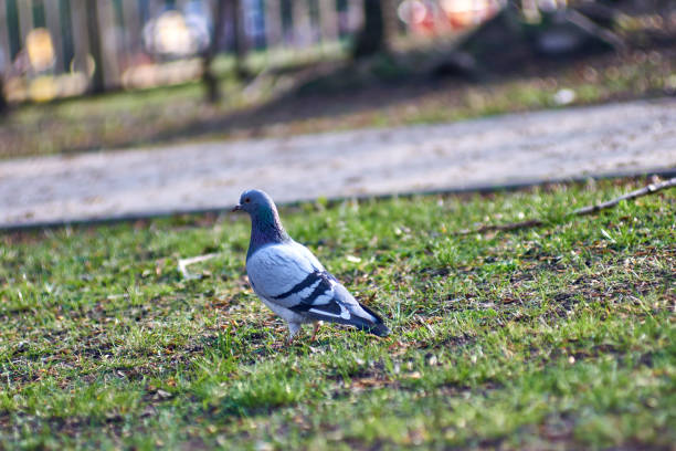 istock Pigeon on the grass in the park 1442918251