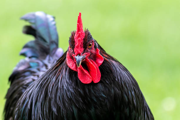 istock Black Orpington chicken in a green farmland 1442918465