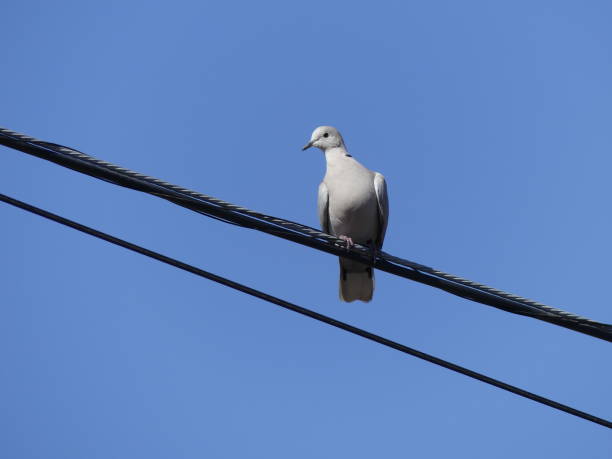 istock Dove sitting on power line 1442918803
