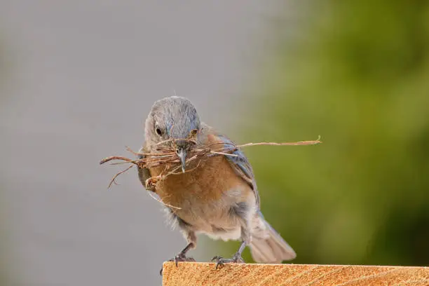 Photo of Closeup shot of a western bluebir gathers nesting materials to build its nest