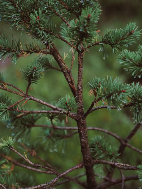 istock Vertical shot of a young pine tree branches 1442919213
