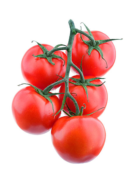 Tomato stock photo