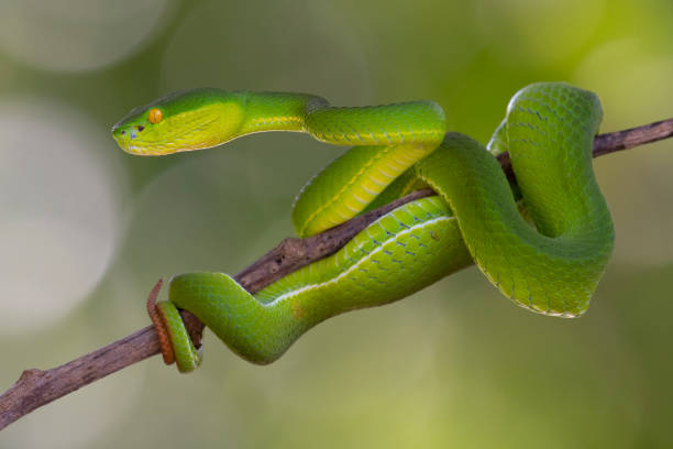 istock Head raised curiously, White-lipped Pit Viper, Trimeresurus albolabris 1442919847
