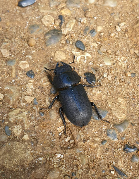istock Lesser Stag beetle on a sandy stone pathway, London 1442919984