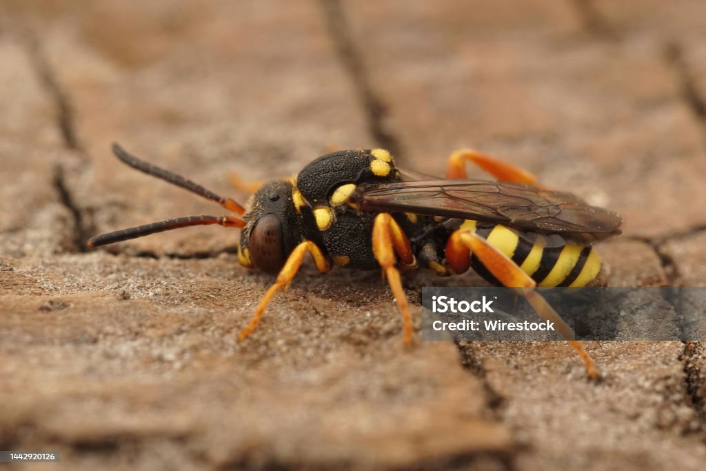 Closeup on the colorful , cleptoparasite blunthorn Nomad bee, Nomada flavopicta Closeup on the colorful , cleptoparasite blunthorn Nomad bee, Nomada flavopicta sitting on a peice of wood Arthropod Stock Photo