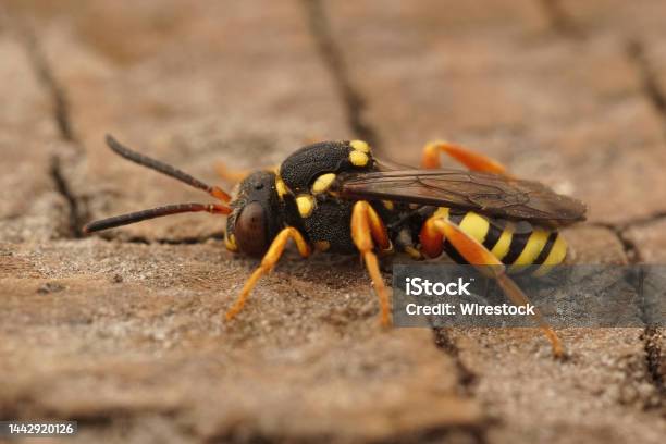 Closeup On The Colorful Cleptoparasite Blunthorn Nomad Bee Nomada Flavopicta Stock Photo - Download Image Now