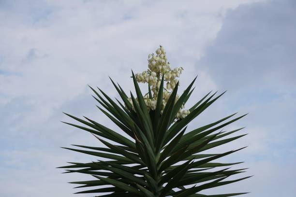 istock Yucca plant with white flowers against a coudy sky 1442920129