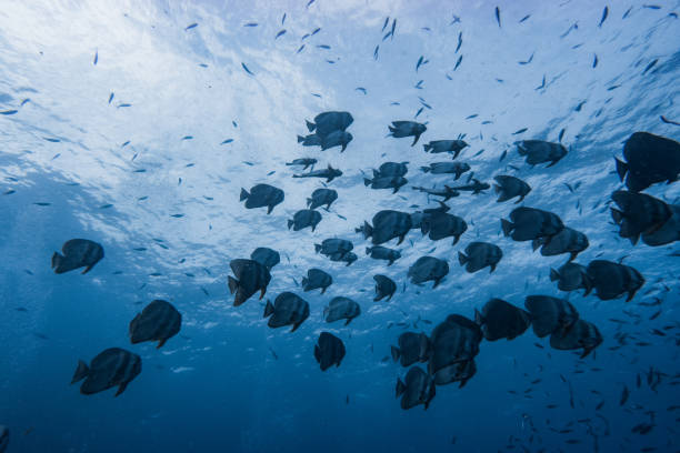 istock School of Batt Fish on Crystal Water 1442920197