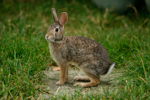 Rabbits are herbivorous animals. They eat most grasses, wild plants, tree branches, nuts, roots and fruits. Their instincts are very strong; They know very well how much of each plant they should eat. Thanks to their strong sense of smell, they immediately understand and do not eat poisonous herbs.