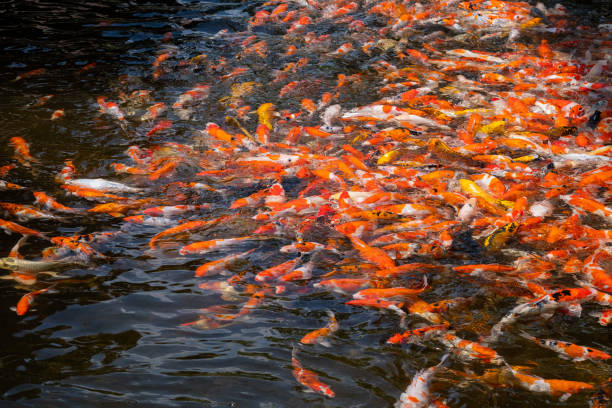 istock carp fish pond background, colorful background, Fancy carp 1442920407